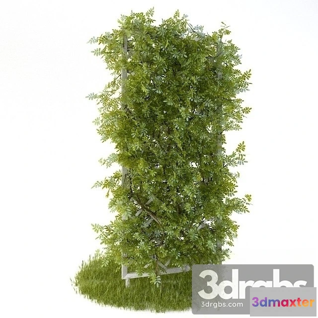 1011324 - Perennial Climbing Plant Garden