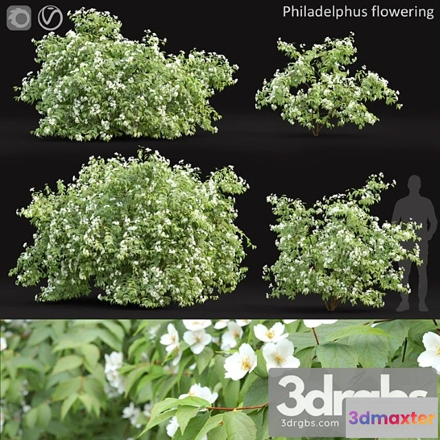 1011326 - Philadelphus