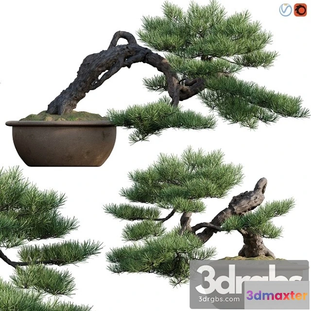 1011330 - Pine Bonsai 03