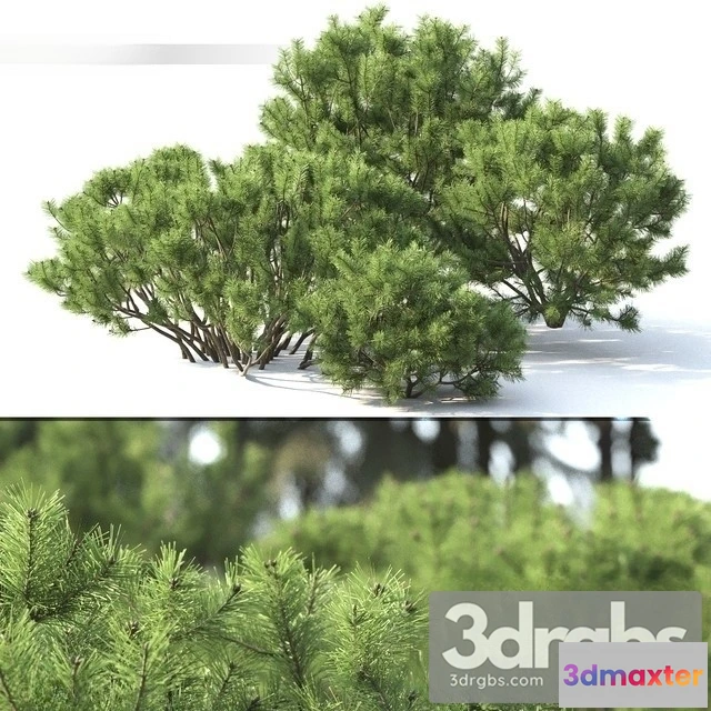 1011332 - Pinus Mugo 2