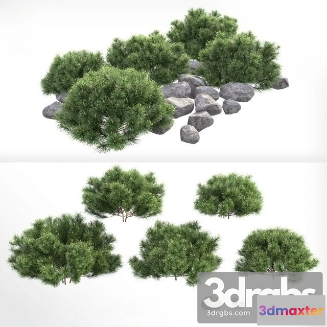 1011334 - Pinus Mugo Pumilio