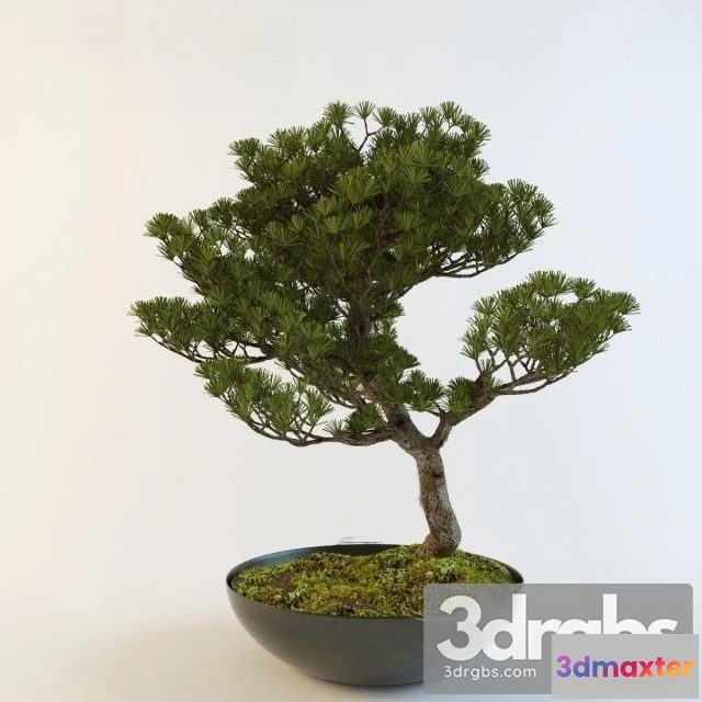 1011336 - Pinus Thunbergii Bonsai