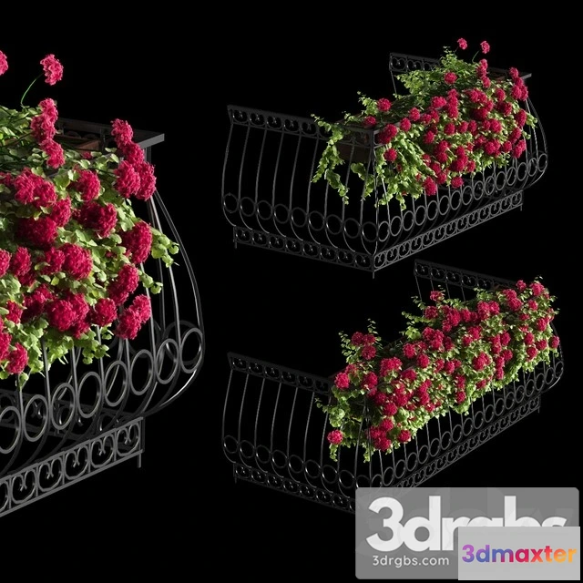 1011352 - Plant Geranium for The Facade