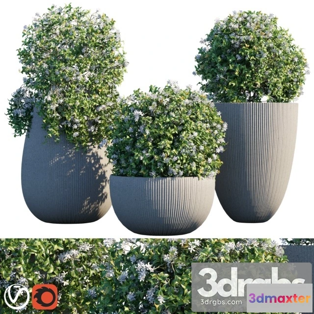 1011354 - Plant in Pots 14