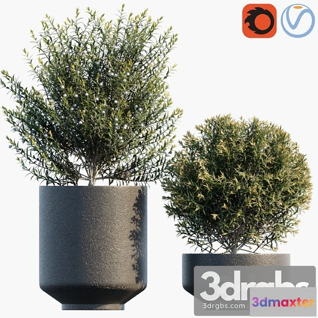 1011358 - Plant in Pots 31