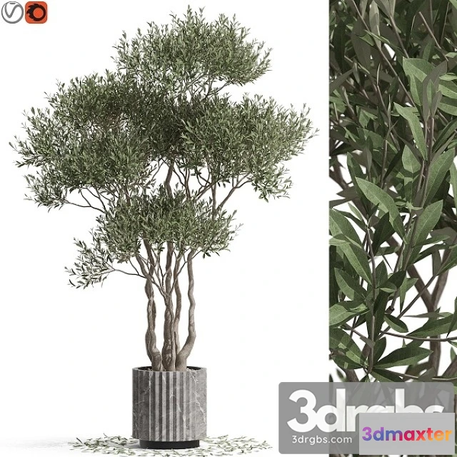 1011372 - Plants Collection 723