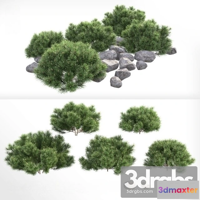 1011384 - Pumil mountain pine