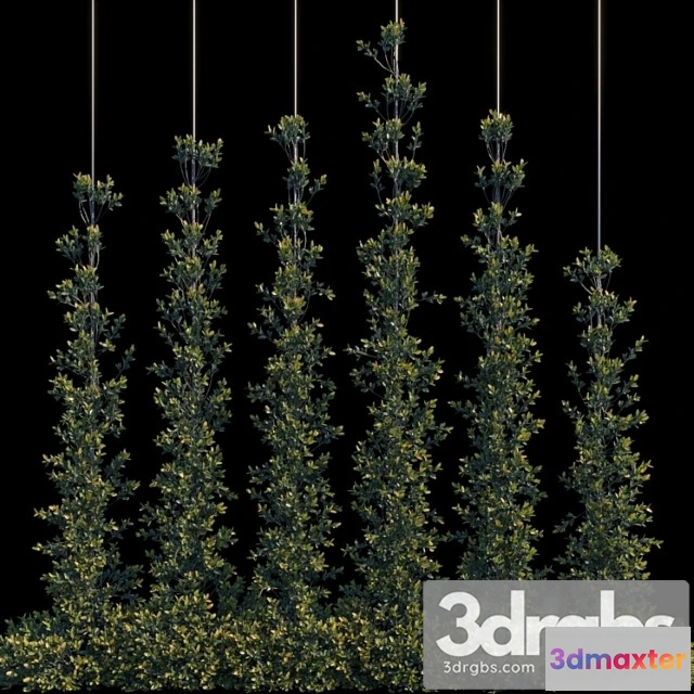 1011386 - Pyracantha Firethorn Vertical Cordon