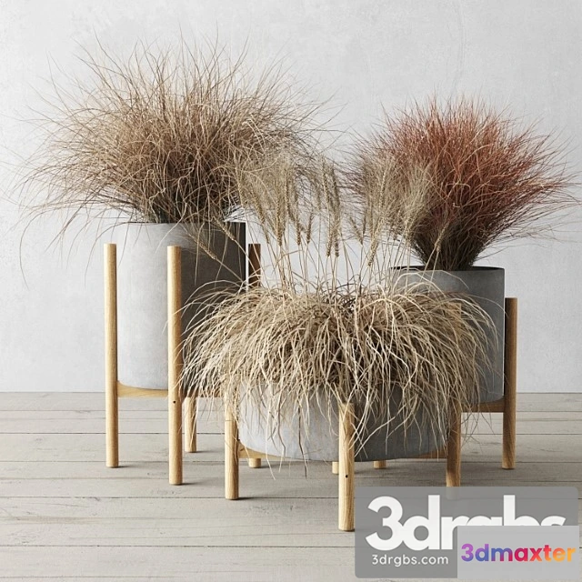 1011408 - Sedge in Concrete Pots