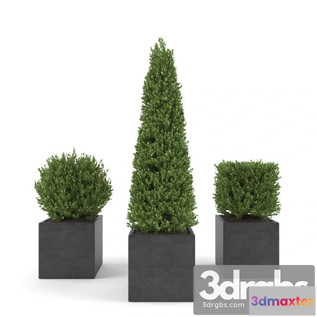 1011412 - Set 2 Conifer Tree Square Pot