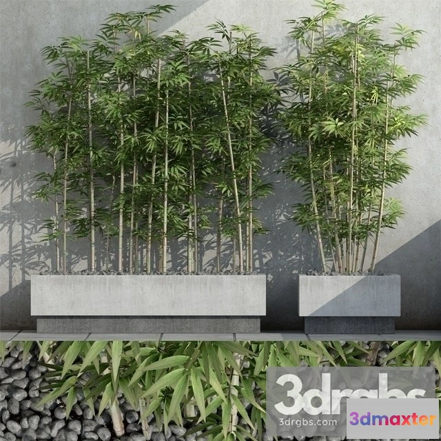 1011416 - Sinobambusa Tootsik 3