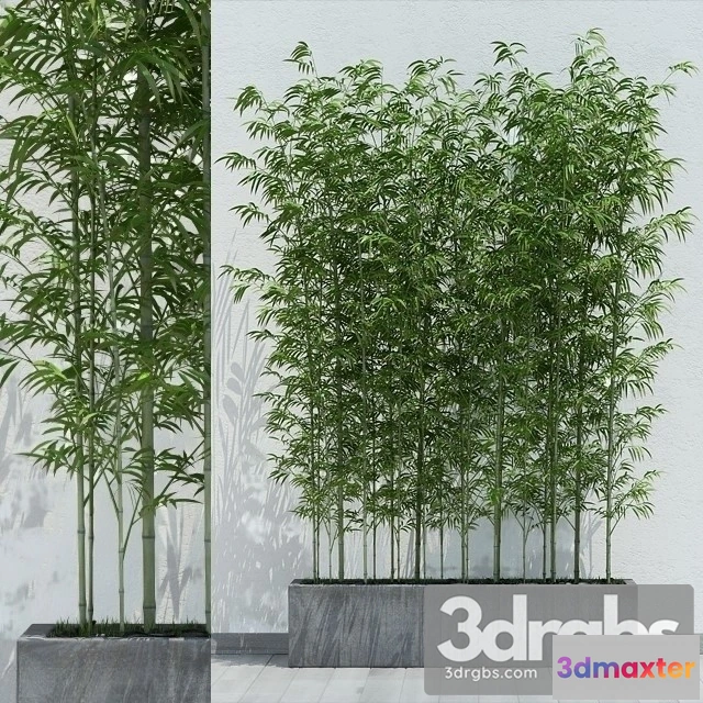 1011418 - Sinobambusa Tootsik