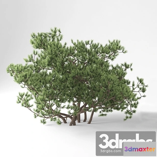 1011422 - Sosna Ghornaia Pumilio