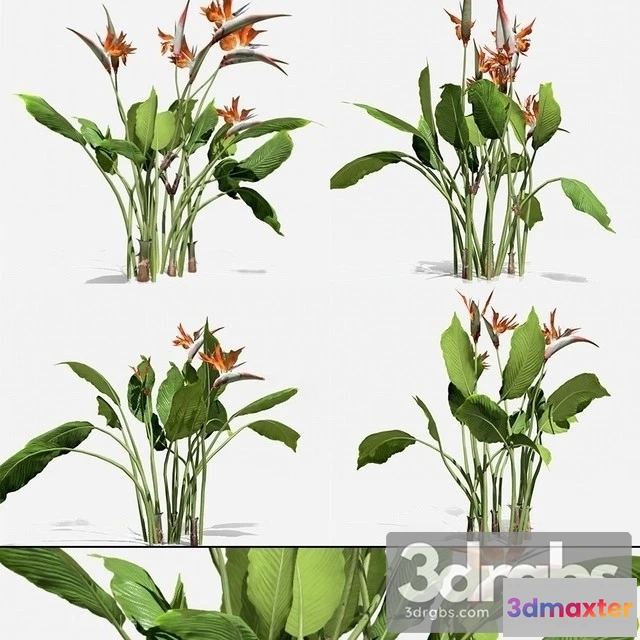 1011430 - Strelitzia Reginae