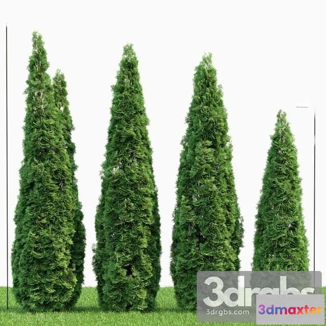 1011432 - Thuja Danica 2