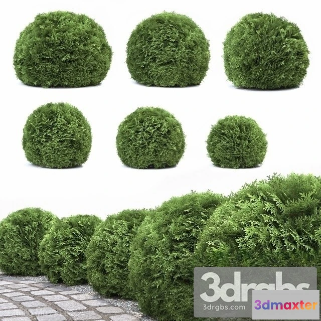 1011434 - Thuja Danica - No.2