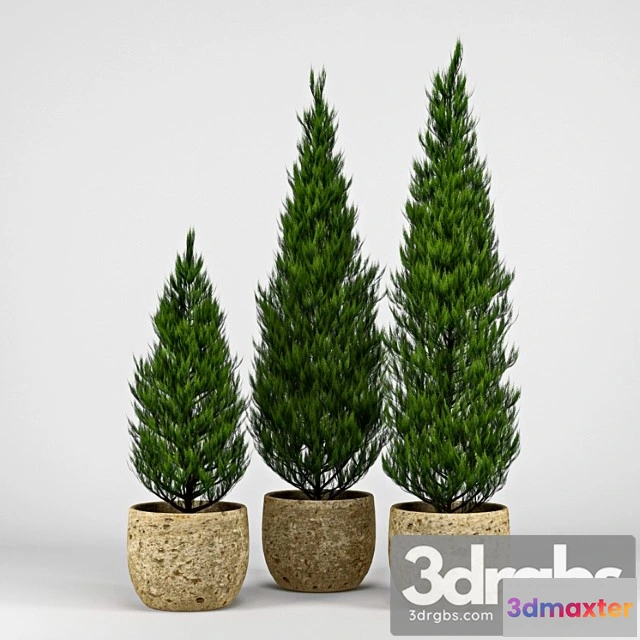 1011436 - Thuja