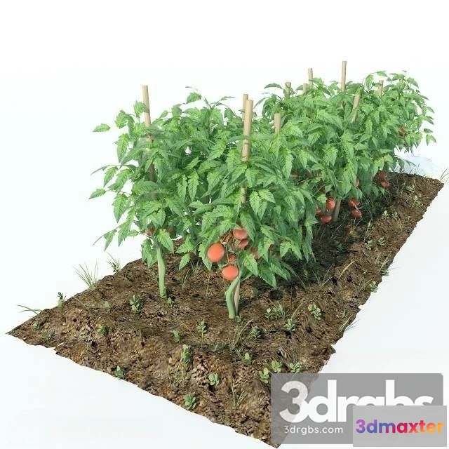 1011438 - Tomato Garden