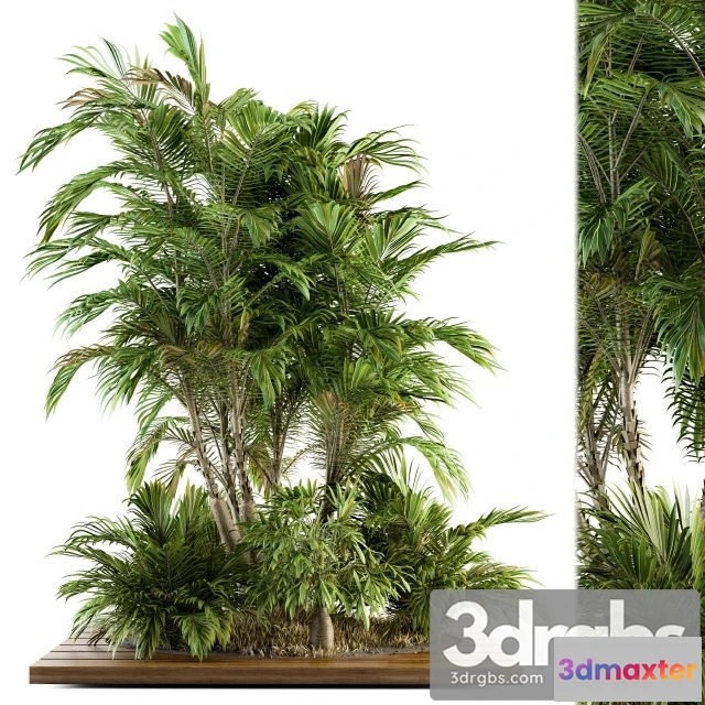 1011442 - Tropical Tree  Garden Set 05