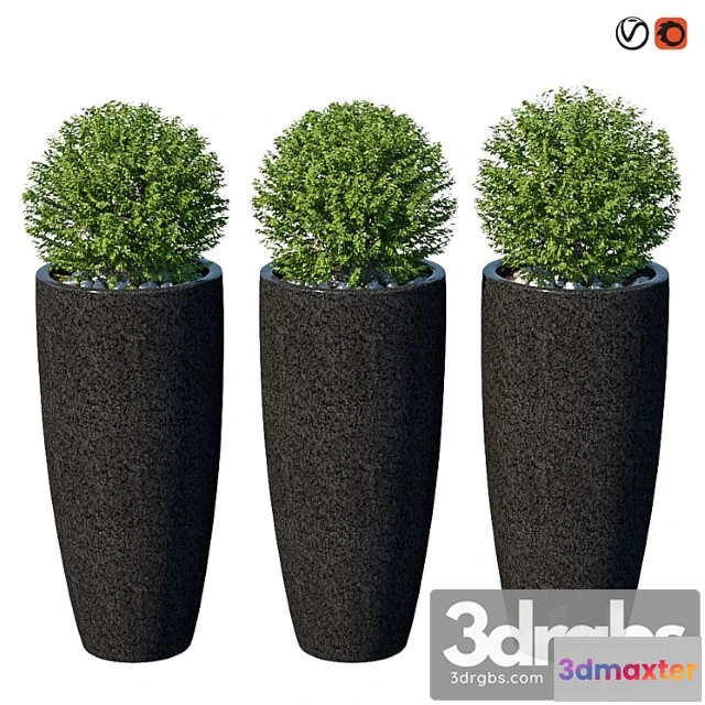 1011444 - Ulichnye Kusty V Kashpo Viii