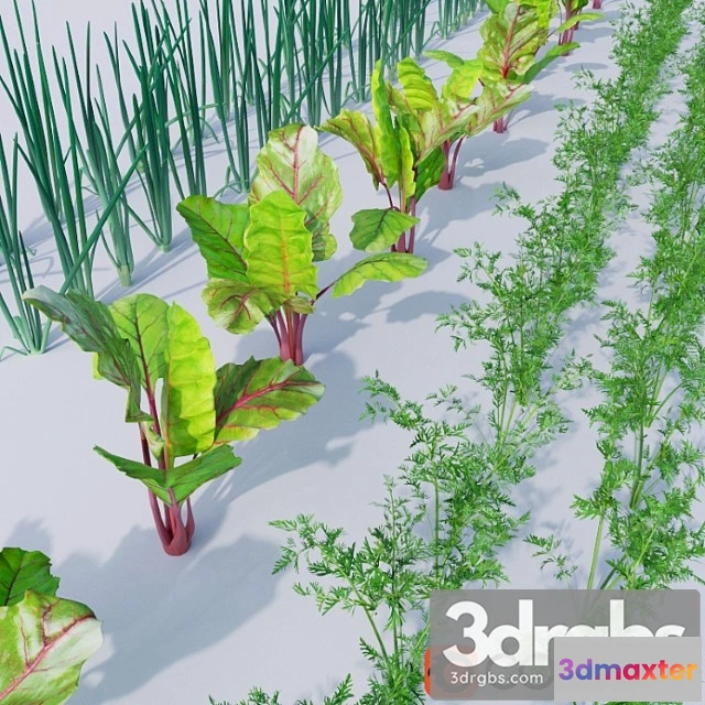 1011462 - Vegetable Garden 1