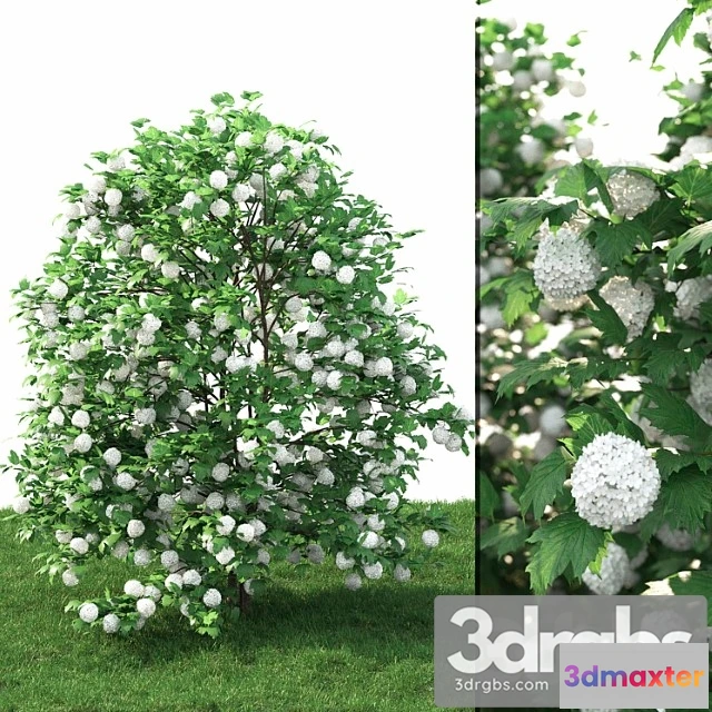 1011464 - Viburnum 1