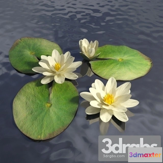 1011470 - Water Lily Lake