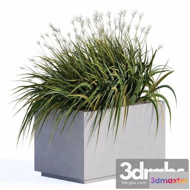 1011478 - Windy Grass And Plants In Concrete Box