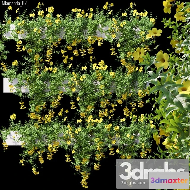 1063118 - Allamanda 02