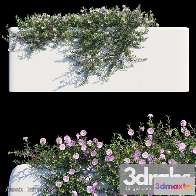 1063144 - Aussie rambler creeper