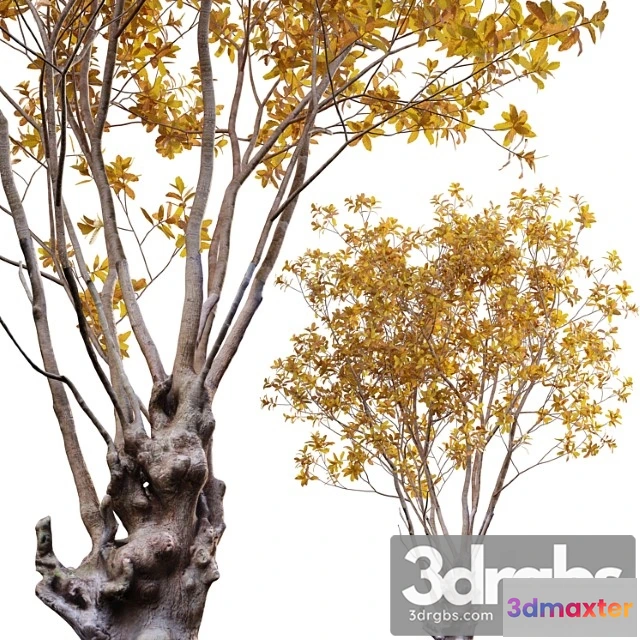 1063152 - Barringtonia acutangula - fall