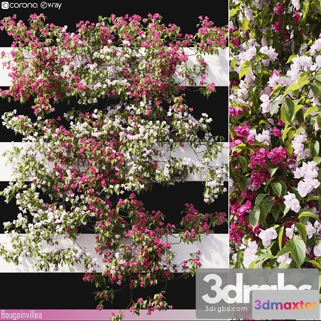 1063160 - Bougainvillea 06