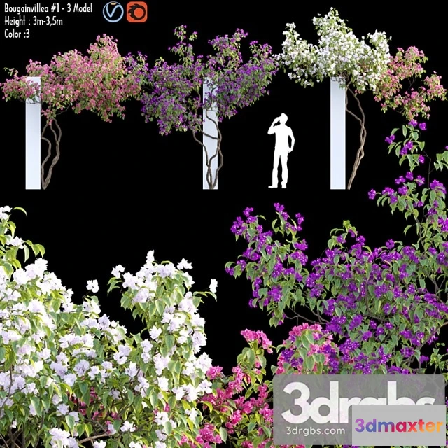 1063162 - Bougainvillea 07