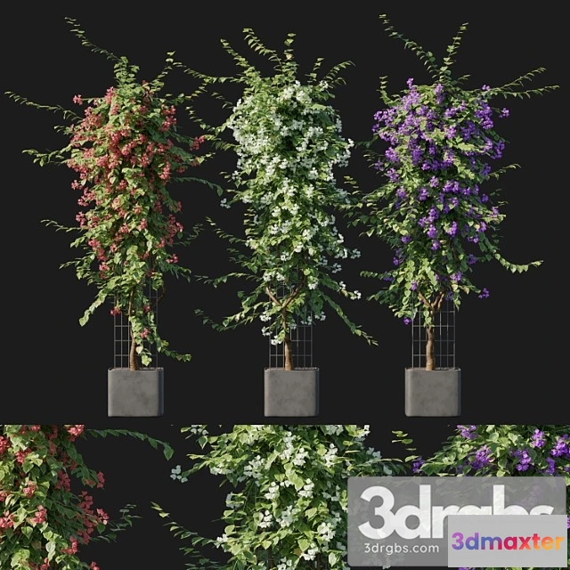 1063164 - Bougainvillea 09