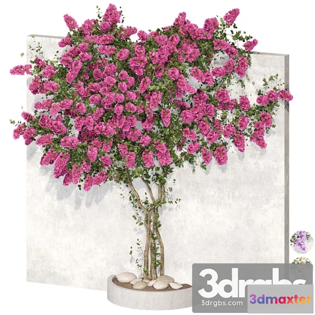 1063166 - Bougainvillea plant 02
