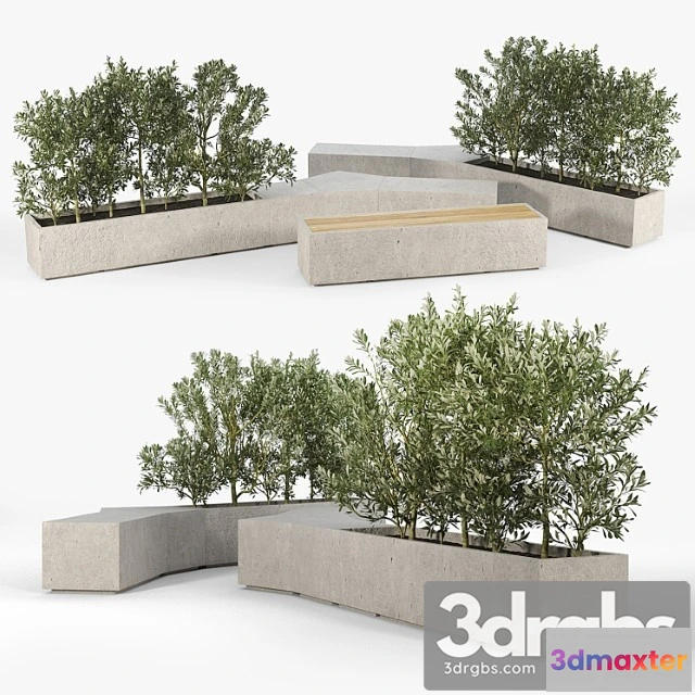 1063168 - Box planter olea europaea 01