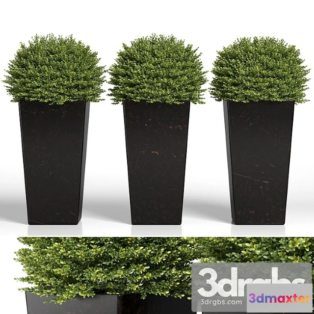 1063178 - Buxus sempervirens in modern planters