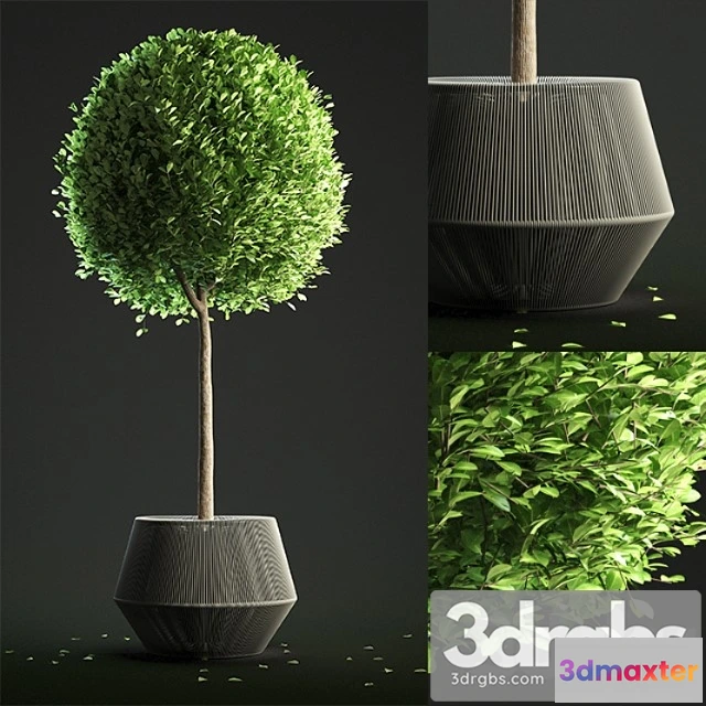 1063180 - Buxus sempervirens in pot