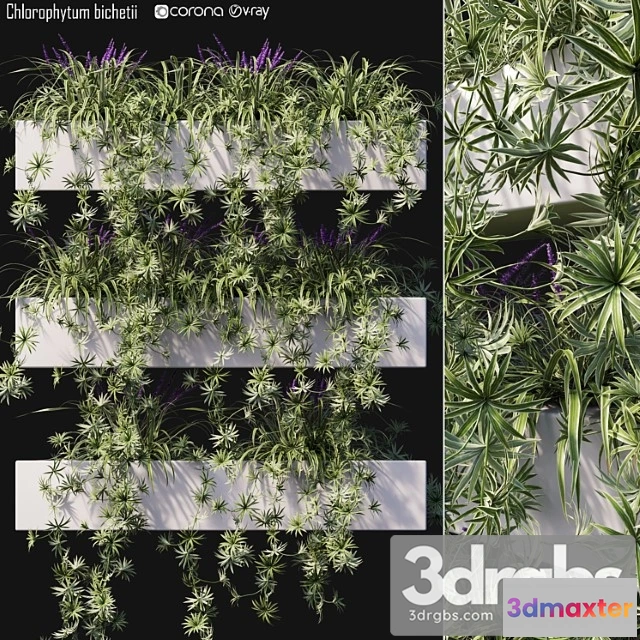 1063186 - Chlorophytum bichetii