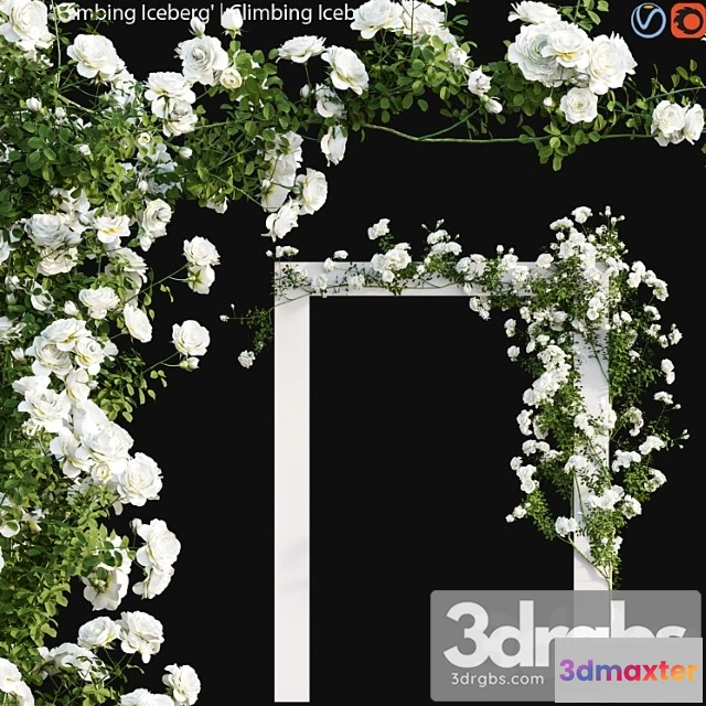 1063194 - Climbing iceberg rose 01