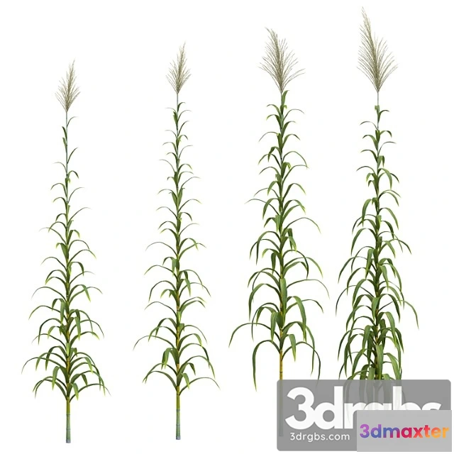 1063218 - Collection of plants. cane. 4 models