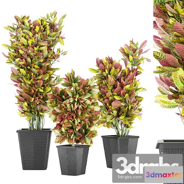 1063256 - Collection plant vol 12