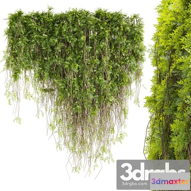 1063266 - Collection plant vol 415 - leaf - outdoor - ivy