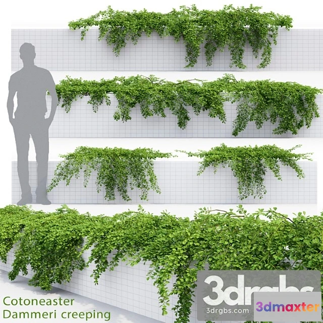 1063276 - Cotoneaster - No.3