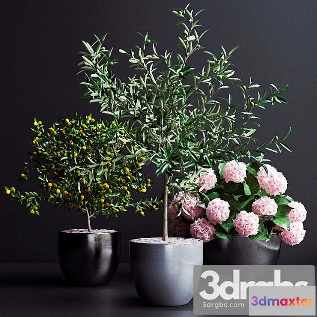 1063284 - Decor, trees