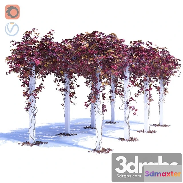 1063290 - Devinee grape 3