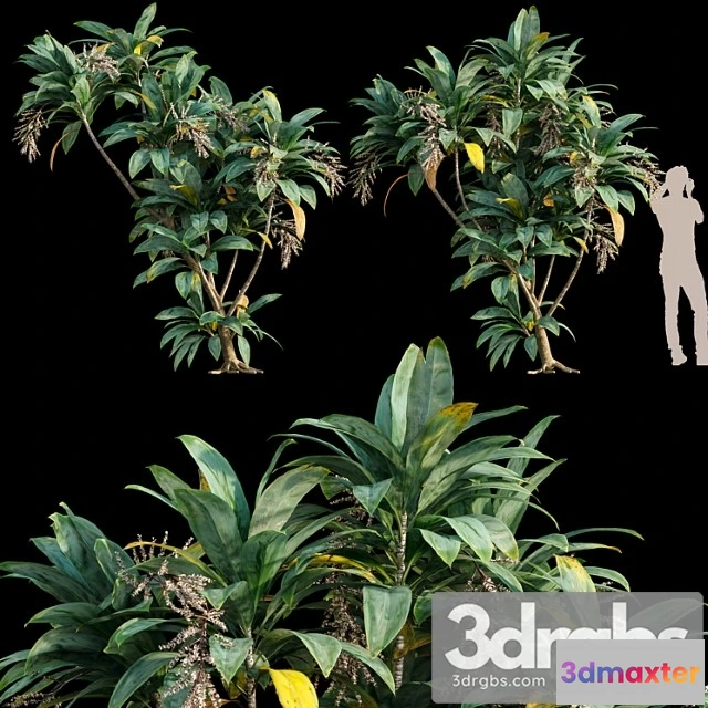 1063292 - Dracaena 01