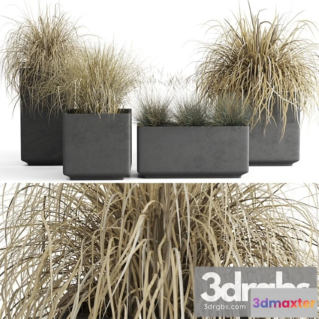 1063294 - Dry decorative cereals in pots