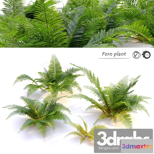 1063308 - Fern plant