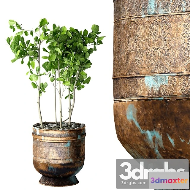 1063312 - Ficus lyrata - No.3